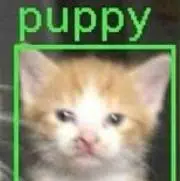 puppy