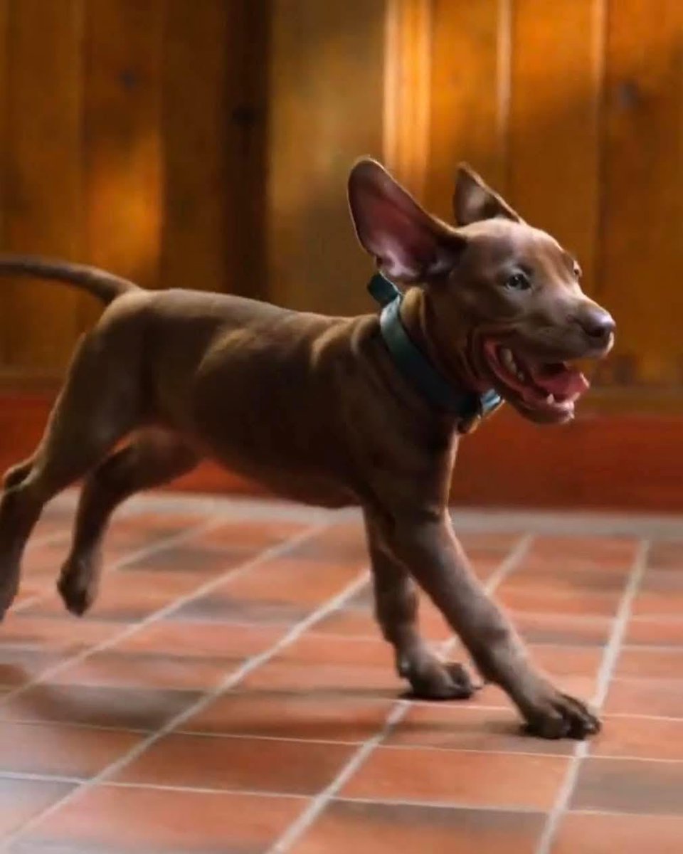 SCOOBY