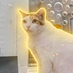Chonky