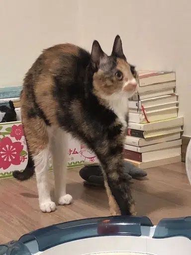 himothy