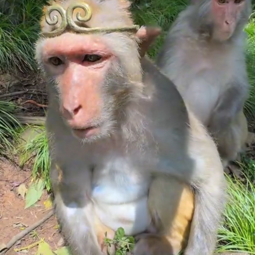 Wukong — King Monkey Solana token traded by KOLs