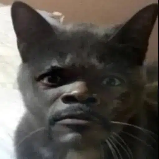 Catson