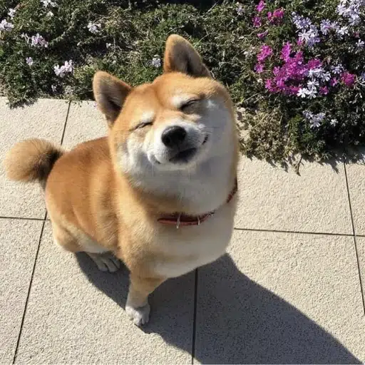 bob