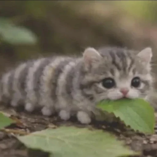 CATERPILLAR