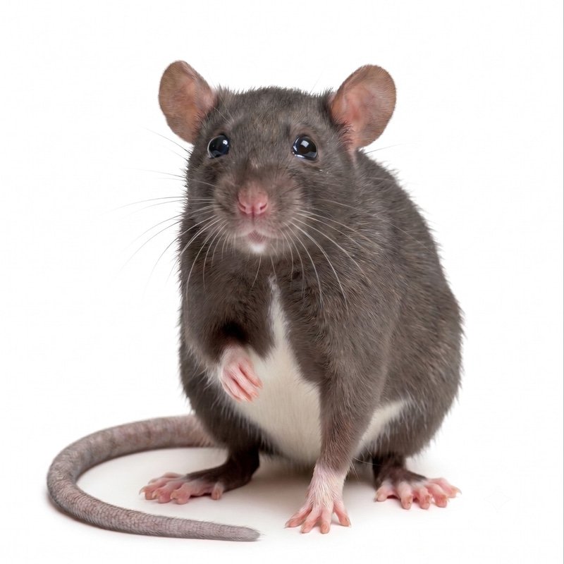 CASHRAT