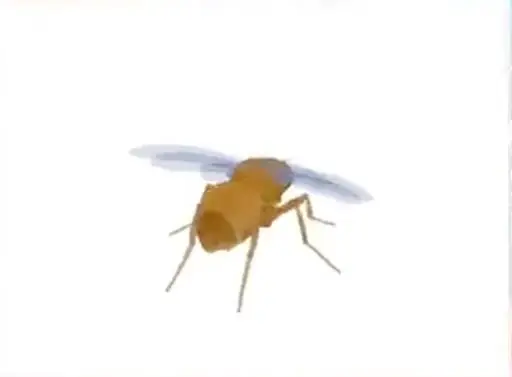 FLY logo