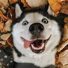 pipedog