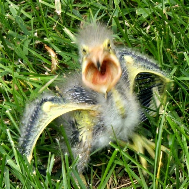 SCREAM