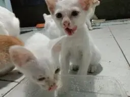 SaveTheAnimal