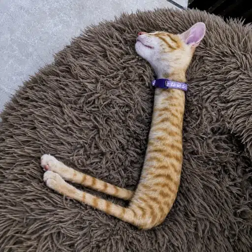 STICKCAT logo