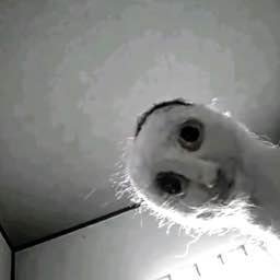 Cursed