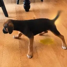 ButterDog