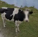 ZCOW