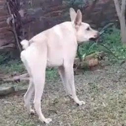 Perro