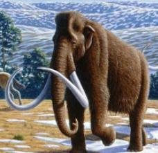 $Mammoth token logo