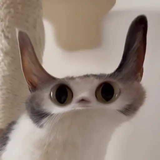 MEEPCAT logo