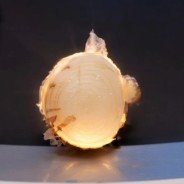 ONION logo