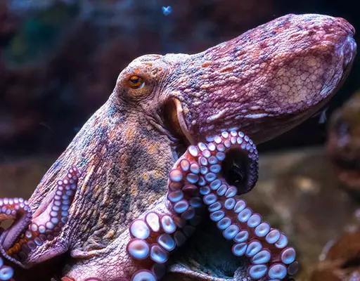 Octopus 