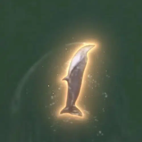 Dolphin