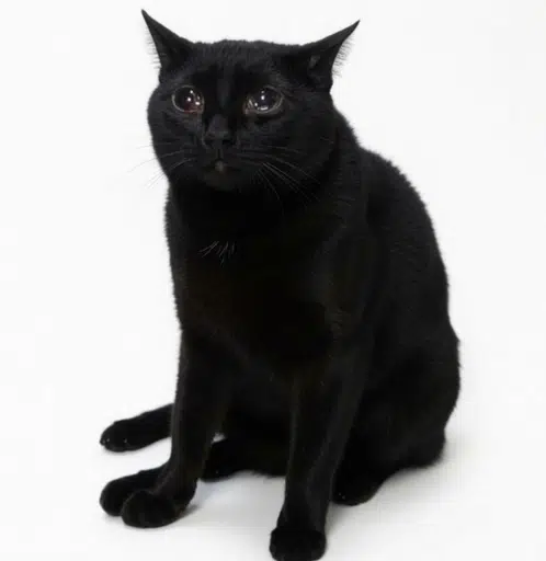 BLACKCAT