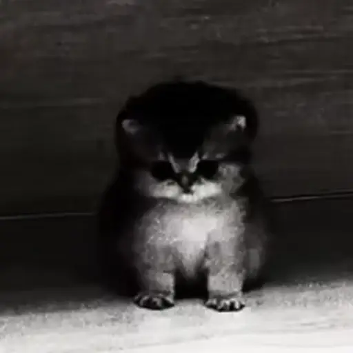 polycat