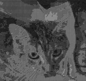 Dodo