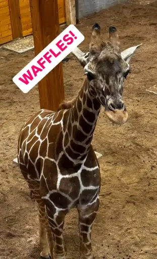 WAFFLE