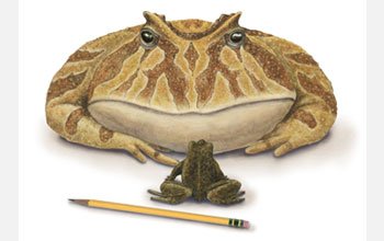 BEELZEBUFO