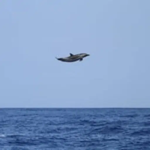 dolphin