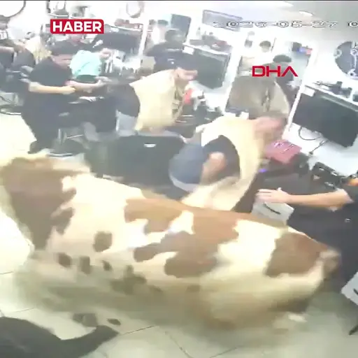 BULL