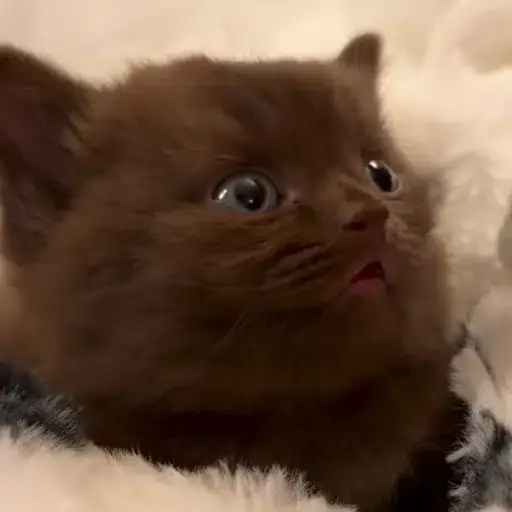 poobert