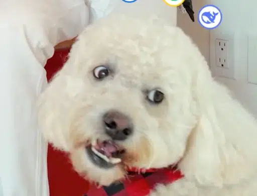 kuma