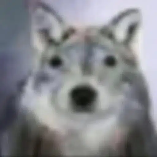wuf