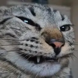 mushu