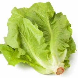 LETTUCE — World Record Lettuce Solana token traded by KOLs