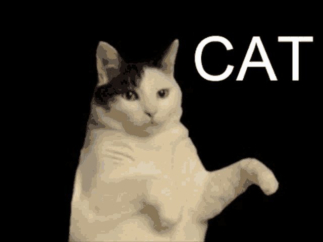 CAT⁠