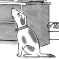 ZDOG