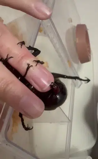 BEETLE