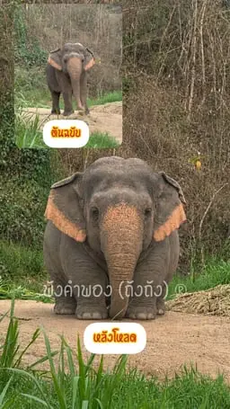 TangTang
