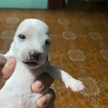 PERRO