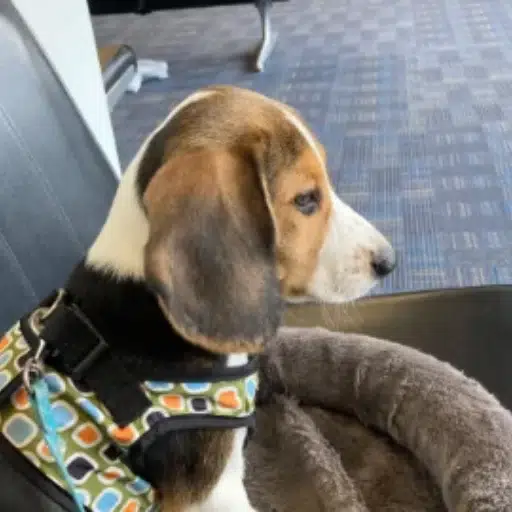 Enzo