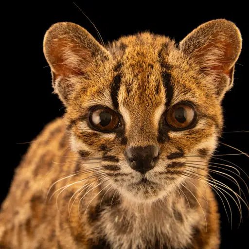 PELUSA — Leopardus Tilcayo Solana token traded by KOLs