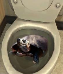 BOG