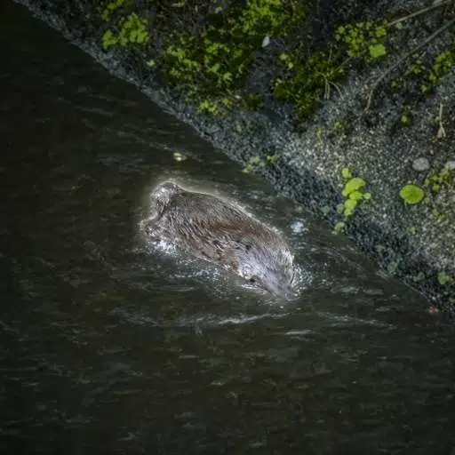 Platypus