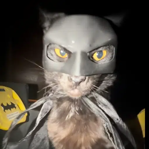 CATMAN