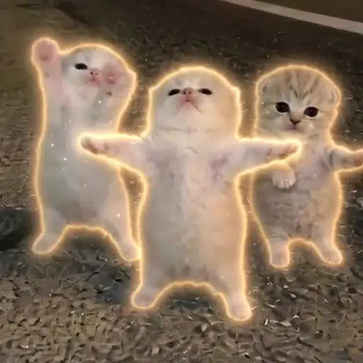 Gatitos