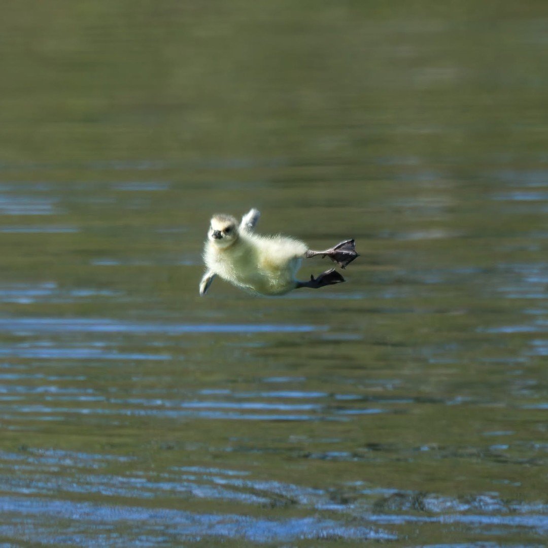 Leap
