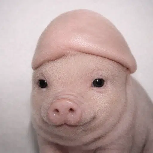 piglet