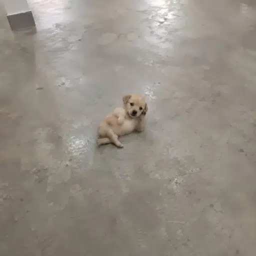 Pup