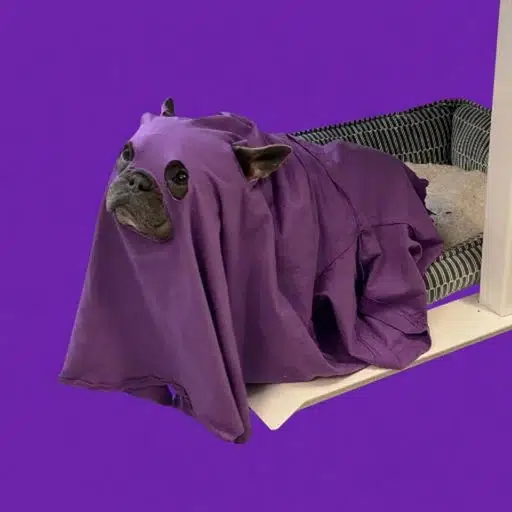 MDOG